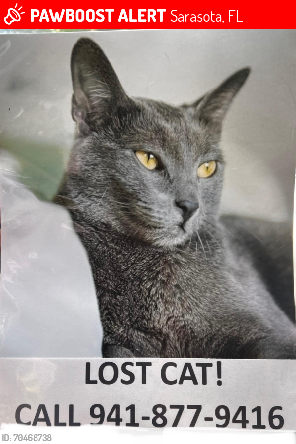 Lost Male Cat last seen Tuttle fruitville, Sarasota, FL 34237