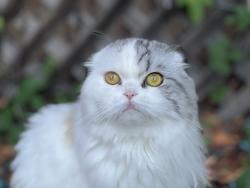 Lost Female Cat last seen Southpark Grove St and Beech st, San Diego, CA 92102