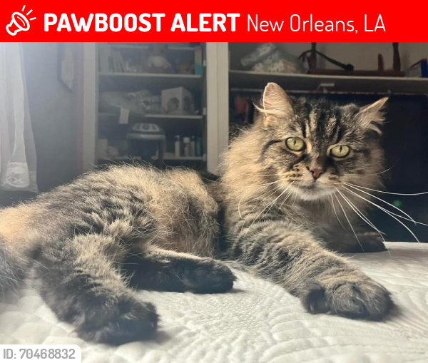 Lost Female Cat last seen Painters st, n dorgenois st, law st, arts st, New Orleans, LA 70126