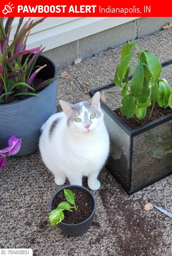 Lost Female Cat last seen 56th and Arlington, Indianapolis, IN 46226