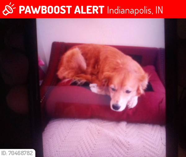 Lost Female Dog last seen 19th and arlington, Indianapolis, IN 46218