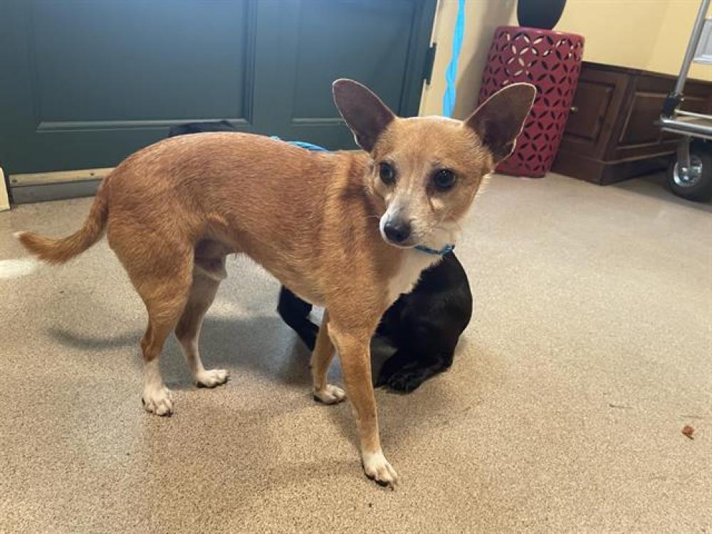 Shelter Stray Male Dog last seen SINGER PARK-CALIFORNIA/ORANGE BLVD, Pasadena, CA 91105