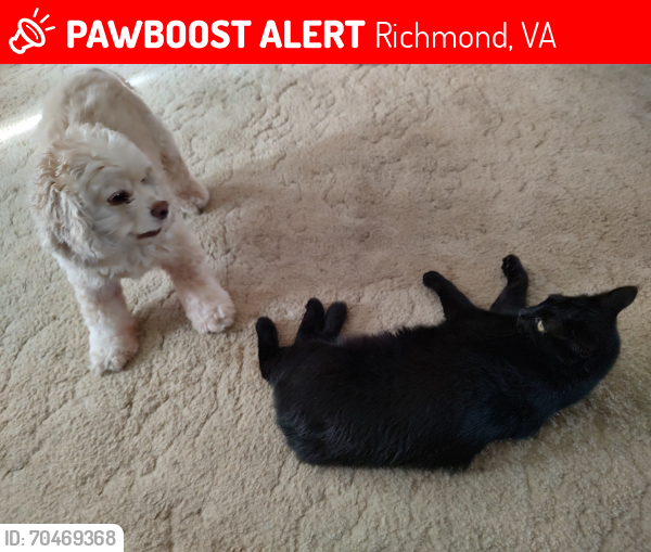 Lost Male Cat last seen Near Three Chopt Rd , Richmond, VA 23226