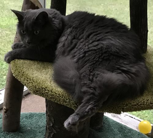 Lost Male Cat last seen Theron St, Chili, NY 14623