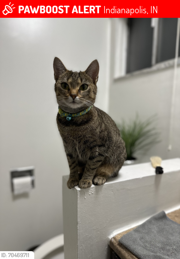Lost Female Cat last seen Gas station, Indianapolis, IN 46237