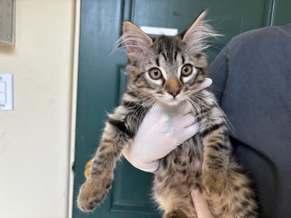 Shelter Stray Female Cat last seen PECK ROAD, Pasadena, California 91105