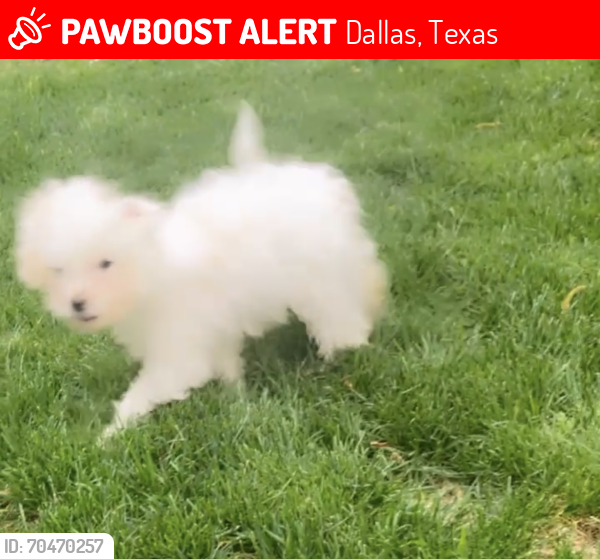 Lost Male Dog last seen Fernwood Ave and Ann Arbor, Dallas, Texas 75216