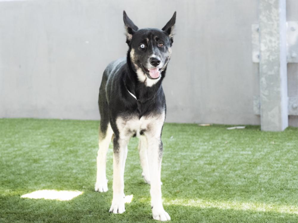 Shelter Stray Male Dog last seen HOPE ST AND FAIR OAKS, Pasadena, CA 91105