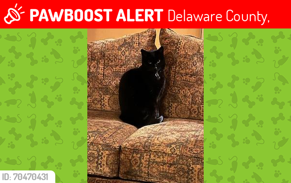 Lost Female Cat last seen Kathmere Rd. and Allston Rd., Delaware County,  19083