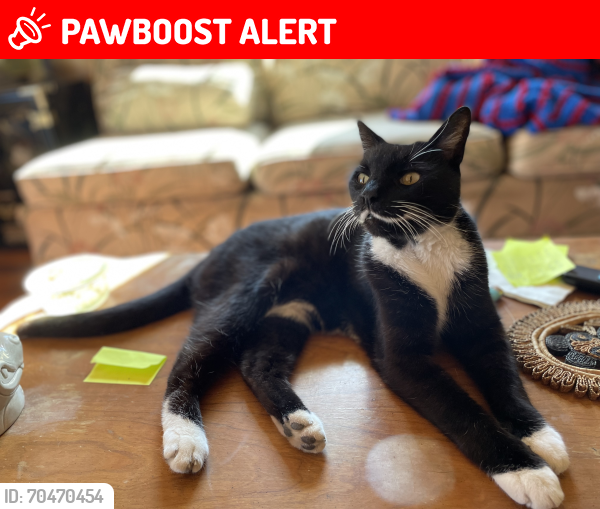 Lost Male Cat last seen Touro & Duels , New Orleans, Louisiana 70119