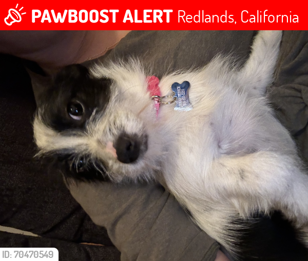 Lost Female Dog last seen W Sunset Dr, Redlands, California 92373