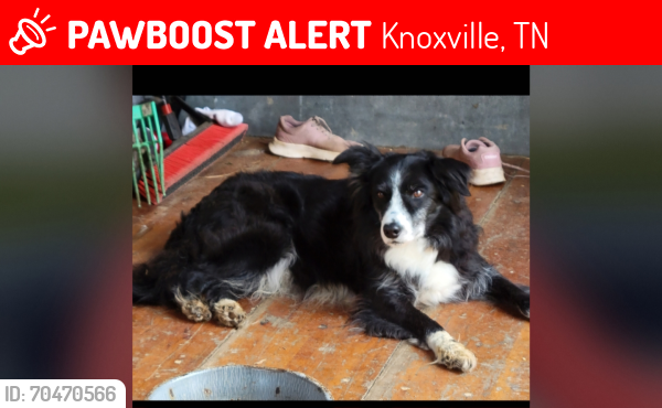 Lost Male Dog last seen Hardewick, Knoxville, TN 37923