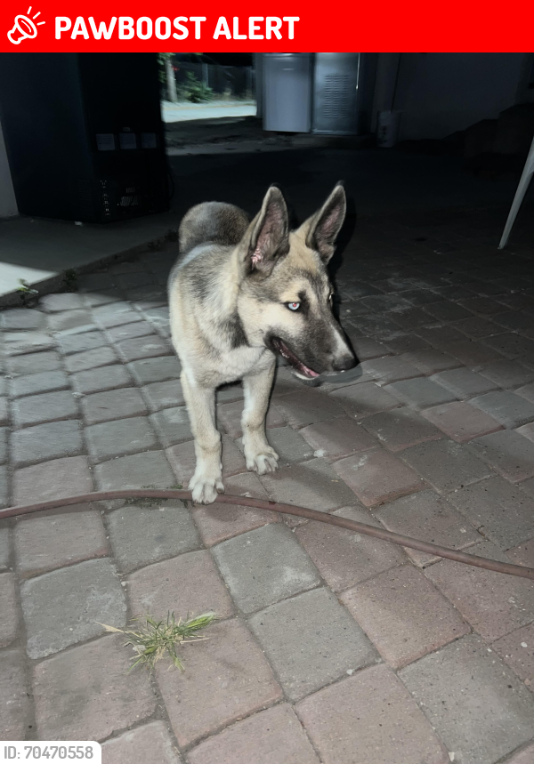 Lost Male Dog last seen W 8th st. And j st, San Bernardino, California 92410