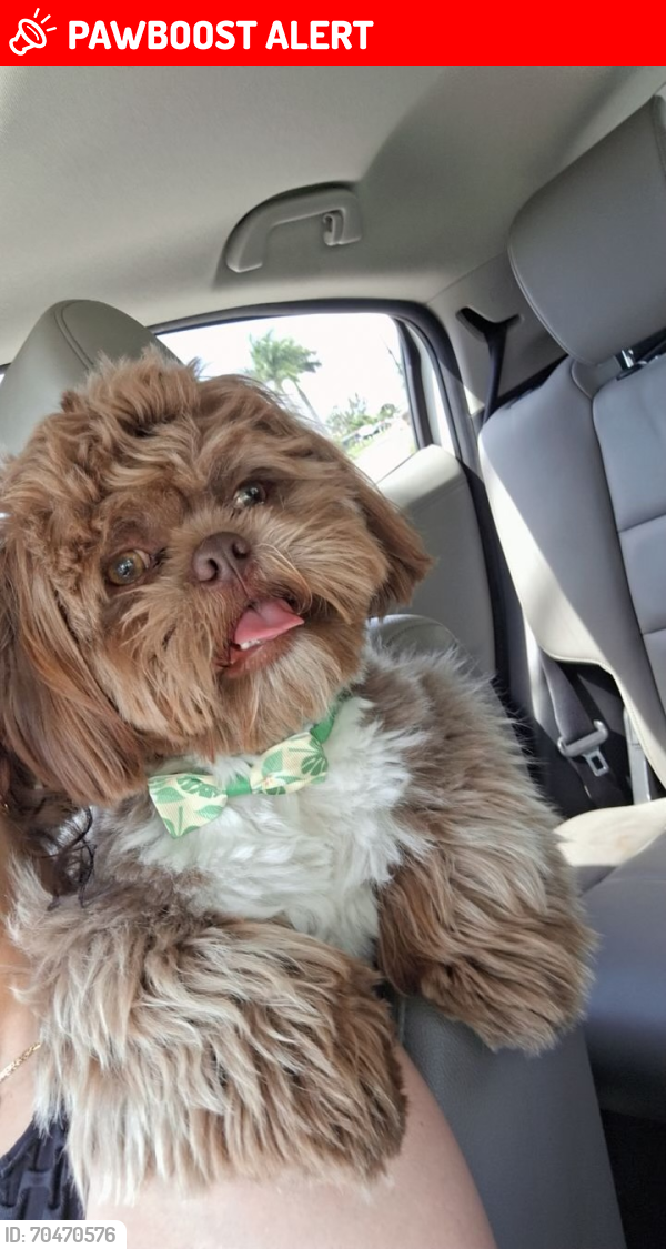 Lost Male Dog last seen Marilyn Dr, North Fort Myers, Florida 33903
