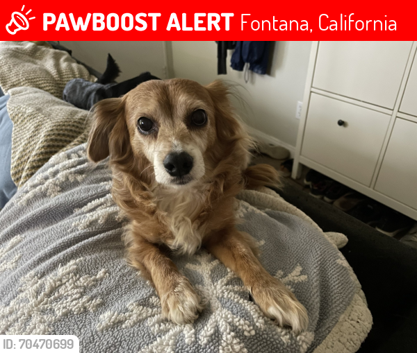 Lost Male Dog last seen Was seen also in the area of Loust-Laurel. Hibisus, Fontana, California 92335