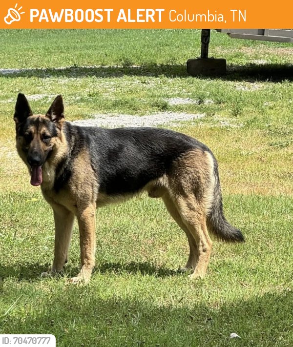 Found/Stray Male Dog last seen Bear Creek Pike , Columbia, TN 38401