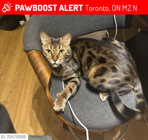 Lost Male Cat last seen Islington & Nor , Toronto, ON M8Z 2N3