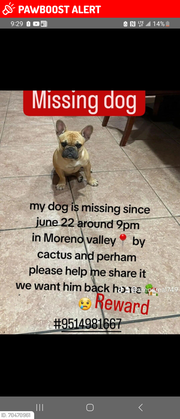 Lost Male Dog last seen Perham & Bostwick , Moreno Valley, California 92553