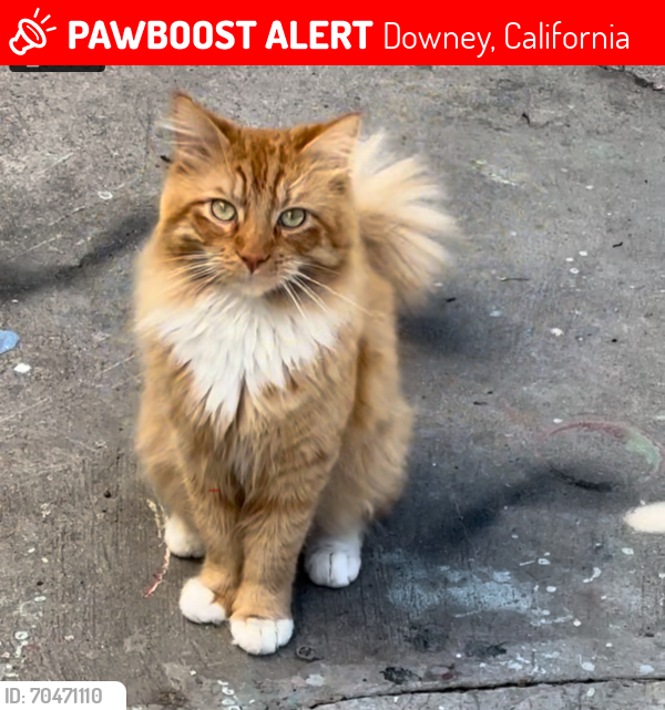 Lost Male Cat last seen Boyne st and marbel, Downey, California 90242