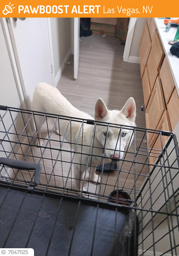 Las Vegas, NV Stray Female Dog Found Near Craig and Decatur | PawBoost