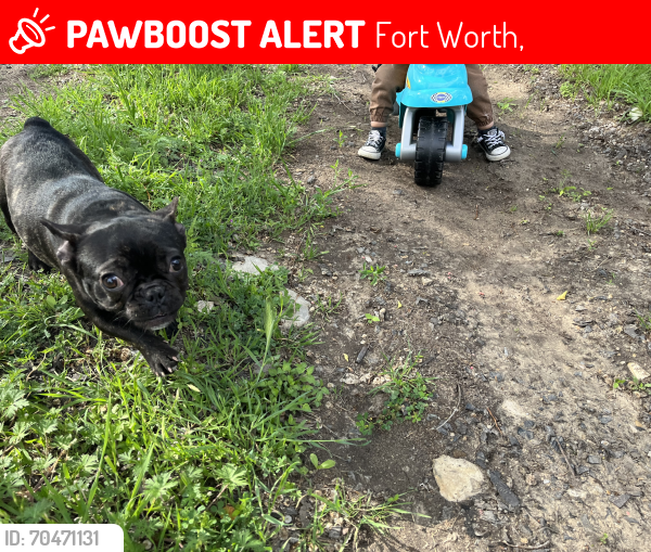 Lost Female Dog last seen Belmont ave and NW 19th st , Fort Worth,  76164