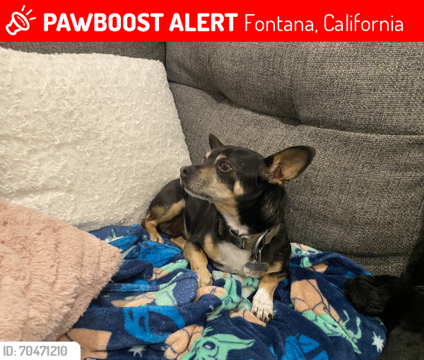 Lost Male Dog last seen Rosa Linda ln and vaiont way, Fontana, California 92336