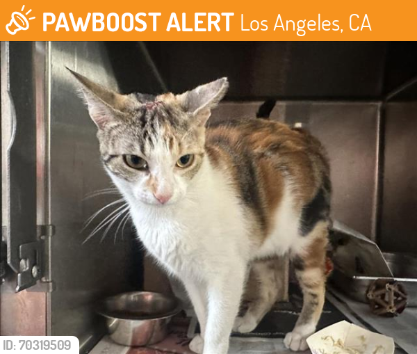 Shelter Stray Female Cat last seen , Los Angeles, CA 90031