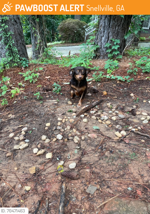Snellville, GA Stray Male Dog Found Near Quinnridge PawBoost