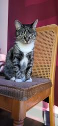 Lost Female Cat last seen  Rue Venne,, Saint-Jacques, QC J0K 2R0