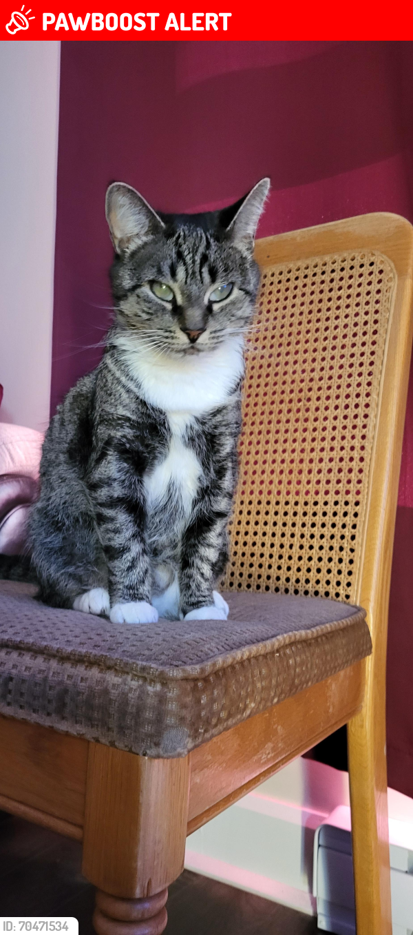 Lost Female Cat last seen  Rue Venne,, Saint-Jacques, QC J0K 2R0