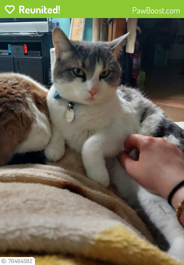 Reunited Male Cat in Forest Lake, MN 55025 (ID 70464592) PawBoost