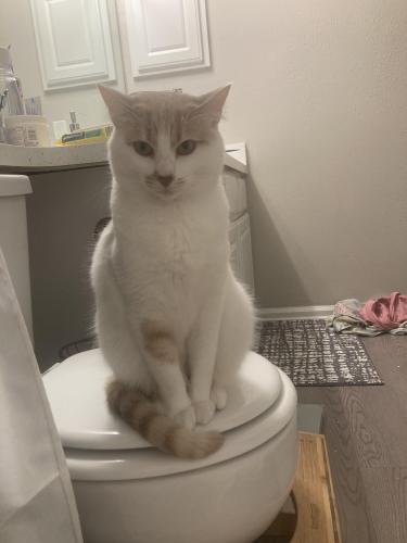 Lost Female Cat last seen Martin Luther King Dr , Durham, NC 27707