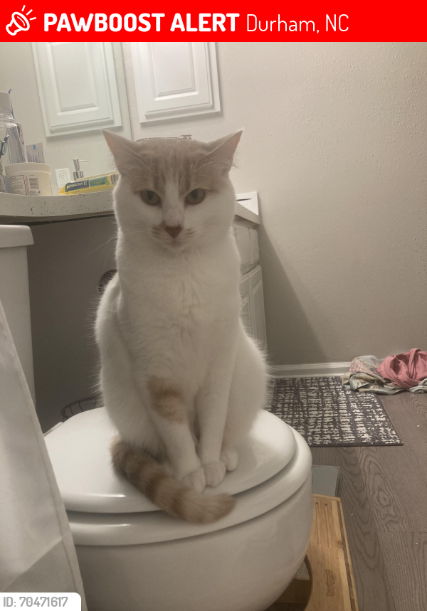 Lost Female Cat last seen Martin Luther King Dr , Durham, NC 27707
