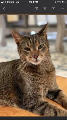 Lost Male Cat last seen Orchard Lake, Durham, NC 27713
