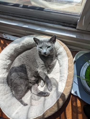 Lost Female Cat last seen Elsie lane and Wallace Ave, Toronto, ON M6P 3N3