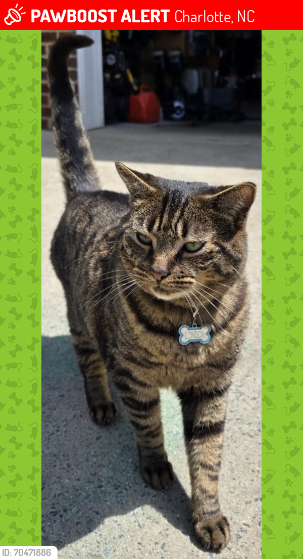 Deceased Male Cat last seen Emerald meadow ln charlotte nc 28273, Charlotte, NC 28273