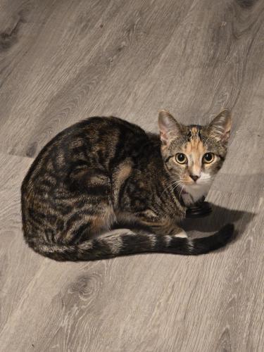 Lost Female Cat last seen Clifton, Passaic, NJ 07055