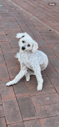 Lost Male Dog last seen Colorado/Santa Cruz.  Arcadia, Ca, Arcadia, CA 91007
