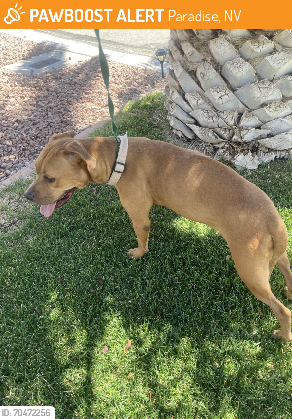 Paradise, NV Stray Female Dog Found Near Silverado Ranch and Bermuda ...