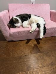 Lost Male Cat last seen Aftonbrae Circle SE and Dunbarton Dr, Huntsville, AL 35803, Huntsville, AL 35803