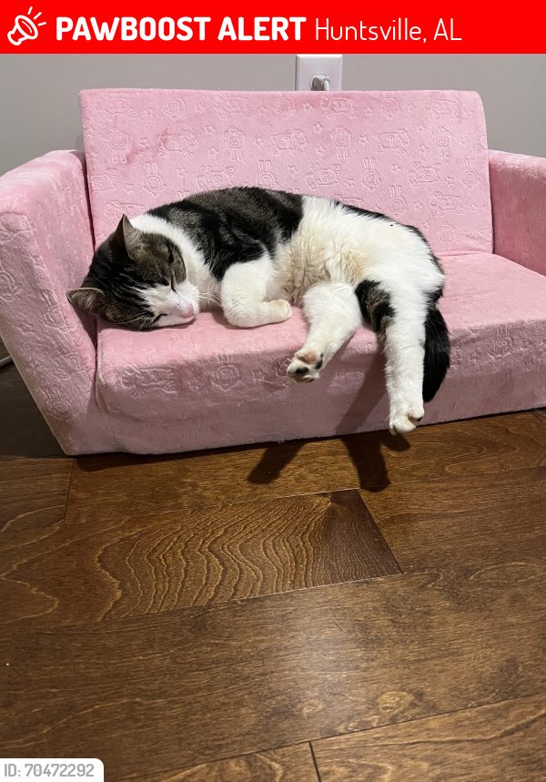 Lost Male Cat last seen Aftonbrae Circle SE and Dunbarton Dr, Huntsville, AL 35803, Huntsville, AL 35803