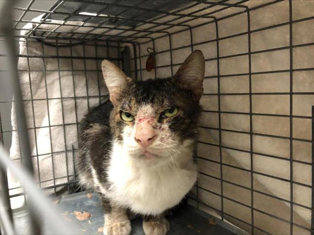 Shelter Stray Male Cat last seen S MARANGO & PICO, Pasadena, California 91105