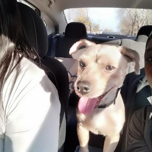 Lost Male Dog last seen Hudson ave, Rochester, NY 14621