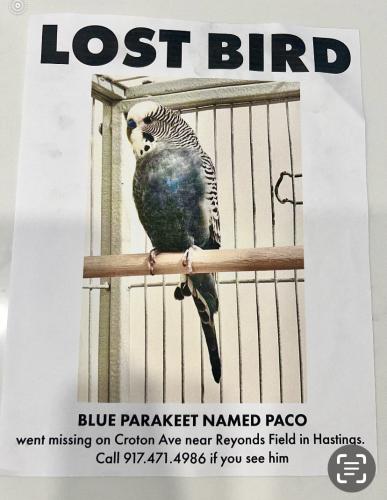 Lost Male Bird last seen Reynolds Field, Hastings on Hudson , Hastings-on-Hudson, NY 10706