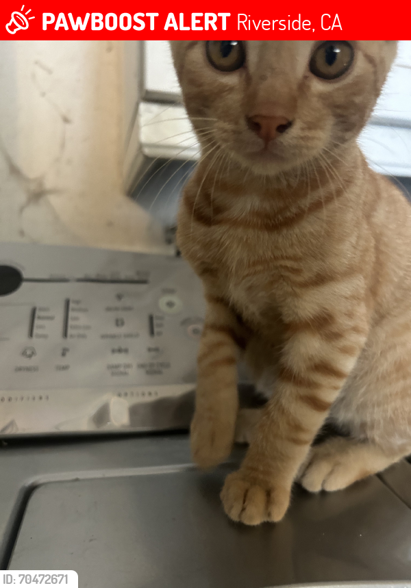 Lost Male Cat last seen Limonite and bellegrave, Riverside, CA 92509
