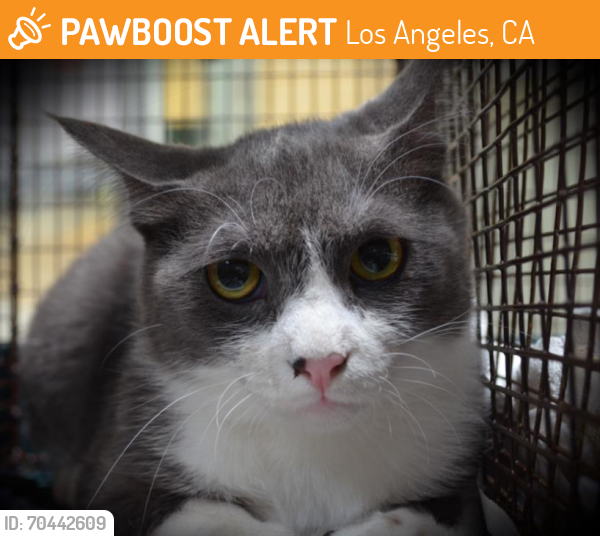 Shelter Stray Male Cat last seen , Los Angeles, CA 90031
