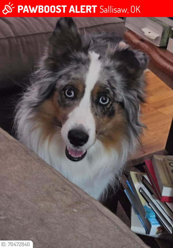 Lost Female Dog last seen Near US-59, Sallisaw, OK 74955, Sallisaw, OK 74955