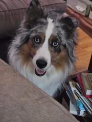 Lost Female Dog last seen Near US-59, Sallisaw, OK 74955, Sallisaw, OK 74955