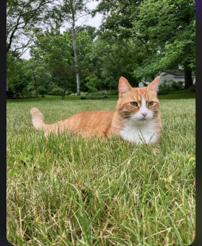 Lost Female Cat last seen Carthage avenue; a few streets back from the Sheetz on the corner of 43 and Fairchild Ave, Kent, OH 44240