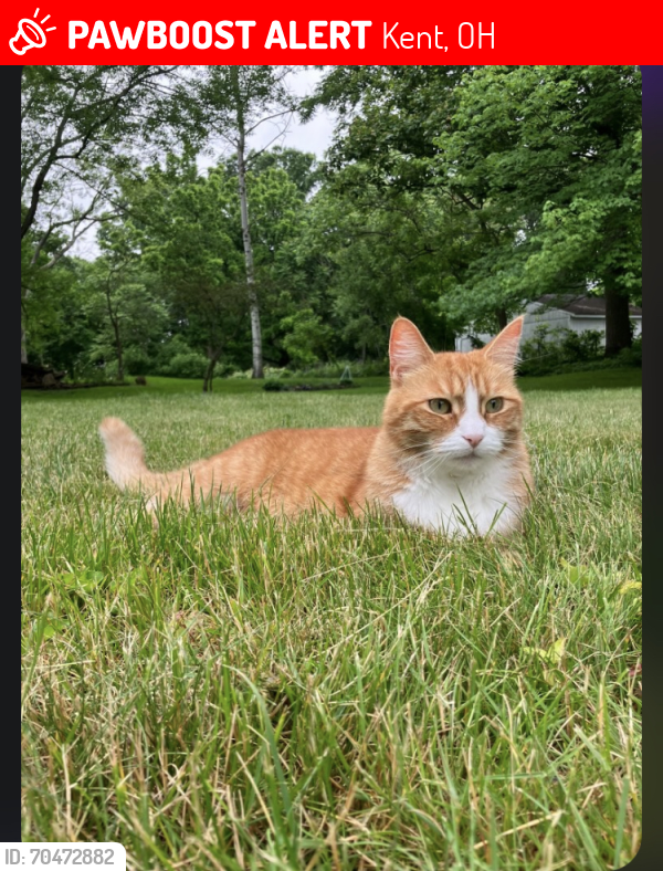 Lost Female Cat last seen Carthage avenue; a few streets back from the Sheetz on the corner of 43 and Fairchild Ave, Kent, OH 44240
